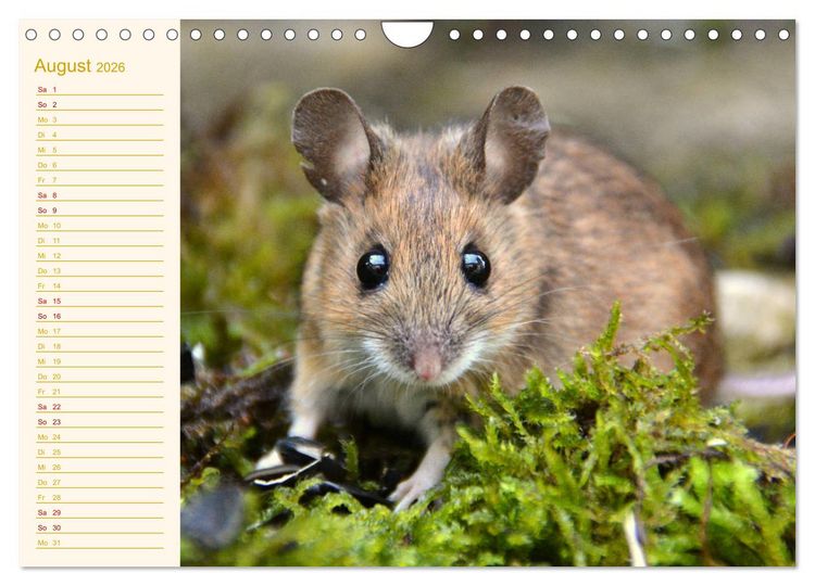 Produktbild: Gr&uuml;sse von der Maus! (Wandkalender 2026 DIN A4 quer), CALVENDO Monatskalender