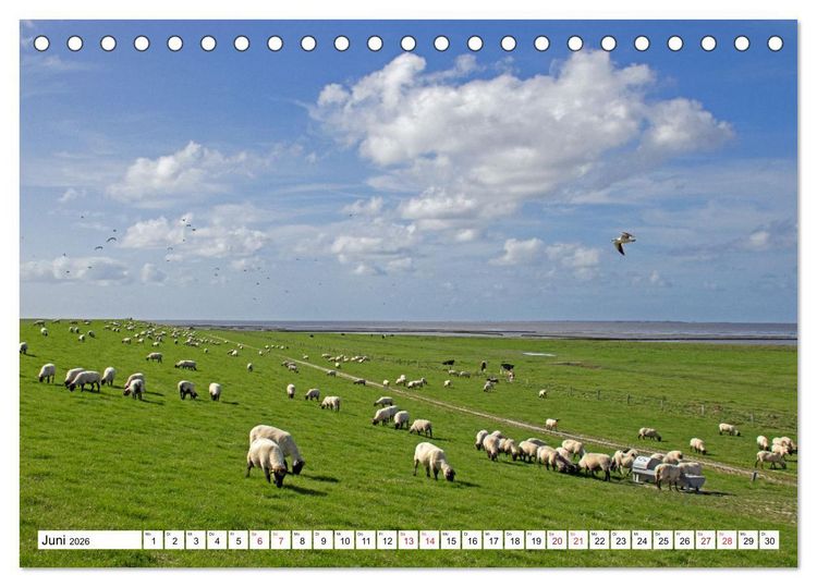 Produktbild: GREETSIEL - Schafe - Krabbenkutter - M&ouml;wen (Tischkalender 2026 DIN A5 quer), CALVENDO Monatskalender