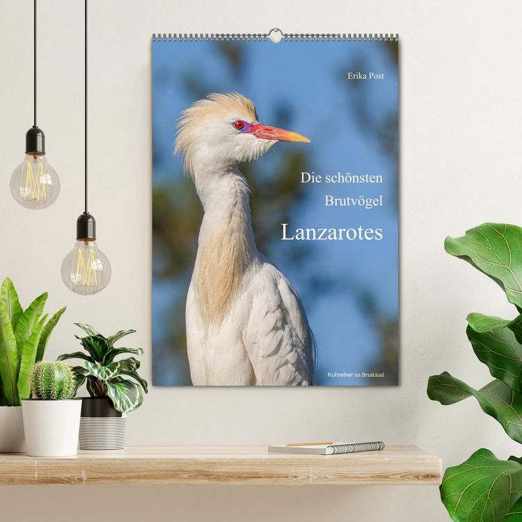 Produktbild: Die sch&ouml;nsten Brutv&ouml;gel Lanzarotes (Wandkalender 2027 DIN A2 hoch), CALVENDO Monatskalender