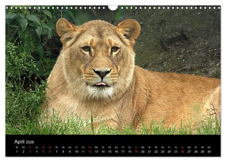 Produktbild: L&ouml;wen (Wandkalender 2026 DIN A3 quer), CALVENDO Monatskalender