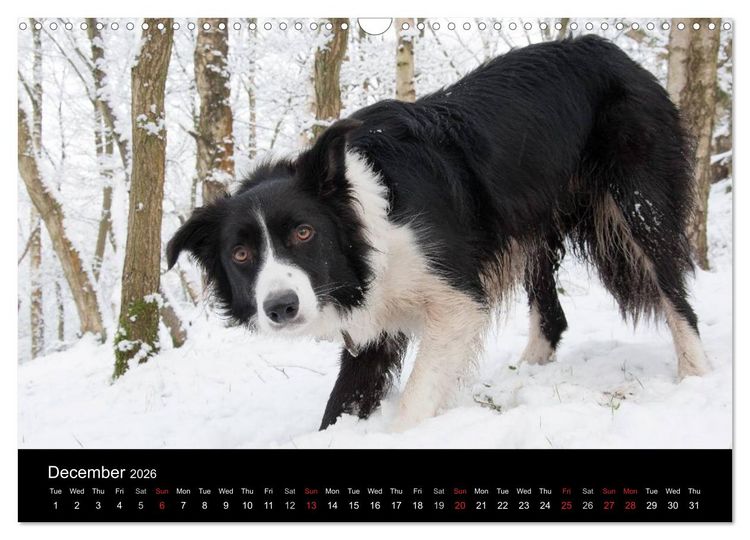 Produktbild: Beauty of a Border Collie (Wall Calendar 2026 DIN A3 landscape), CALVENDO 12 Month Wall Calendar