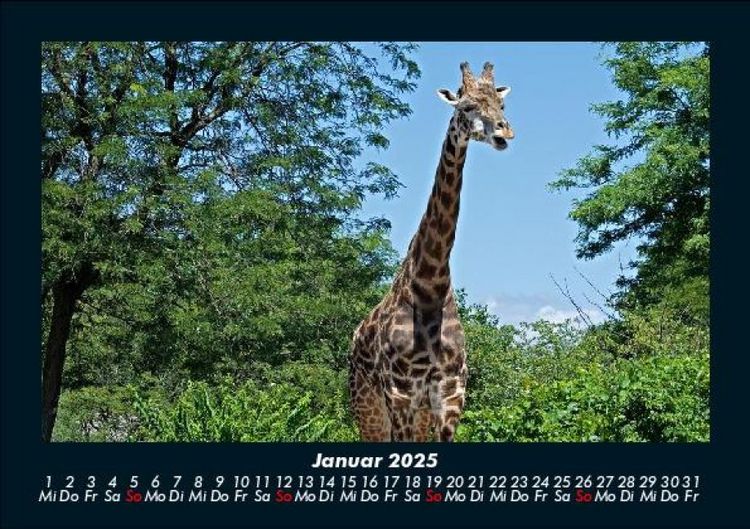 Produktbild: Giraffen 2025 Fotokalender DIN A5
