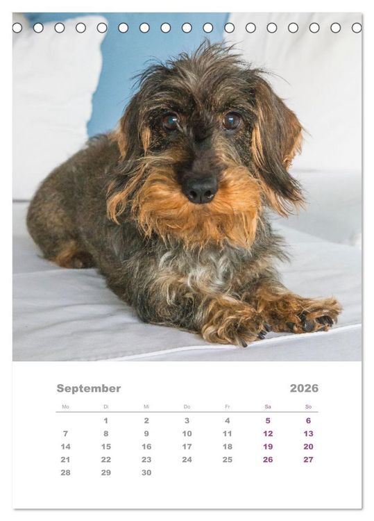 Produktbild: Dackel(augen)blicke (Tischkalender 2026 DIN A5 hoch), CALVENDO Monatskalender