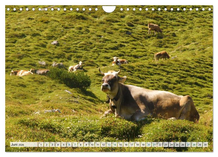 Produktbild: K&uuml;he im Einklang mit der Natur (Wandkalender 2026 DIN A4 quer), CALVENDO Monatskalender