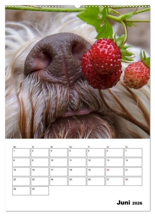 Produktbild: Lagotto Romagnolo - Lustige Zwerge (Wandkalender 2026 DIN A2 hoch), CALVENDO Monatskalender