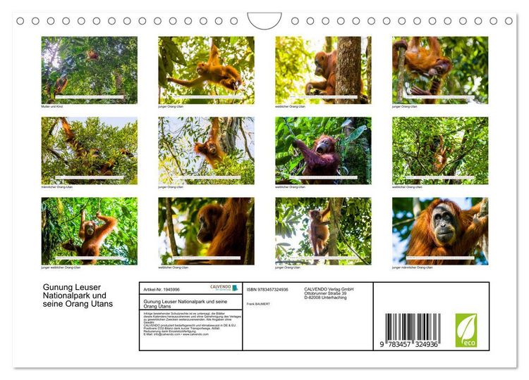 Produktbild: Gunung Leuser Nationalpark und seine Orang Utans (Wandkalender 2026 DIN A4 quer), CALVENDO Monatskalender