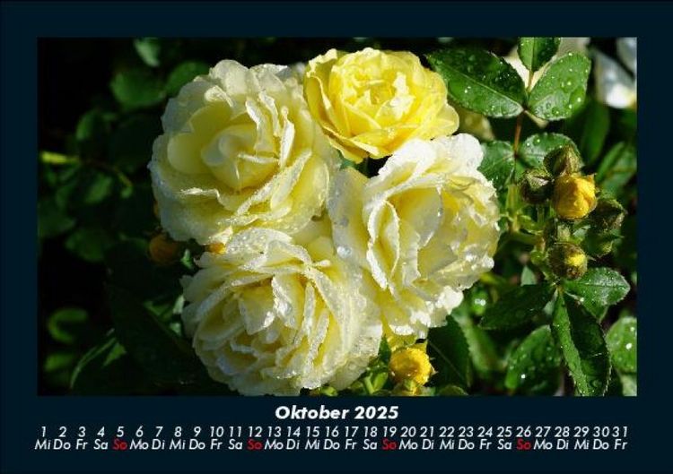 Produktbild: Rosen-Kalender 2025 Fotokalender DIN A5