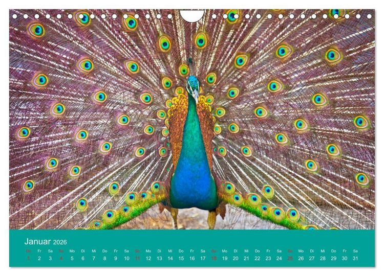 Produktbild: Wir sind die Stars am Bauernhof (Wandkalender 2026 DIN A4 quer), CALVENDO Monatskalender
