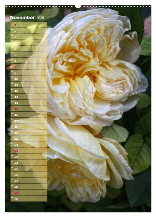 Produktbild: Rosen f&uuml;r DICH / Geburtstagskalender (hochwertiger Premium Wandkalender 2026 DIN A2 hoch), Kunstdruck in Hochglanz