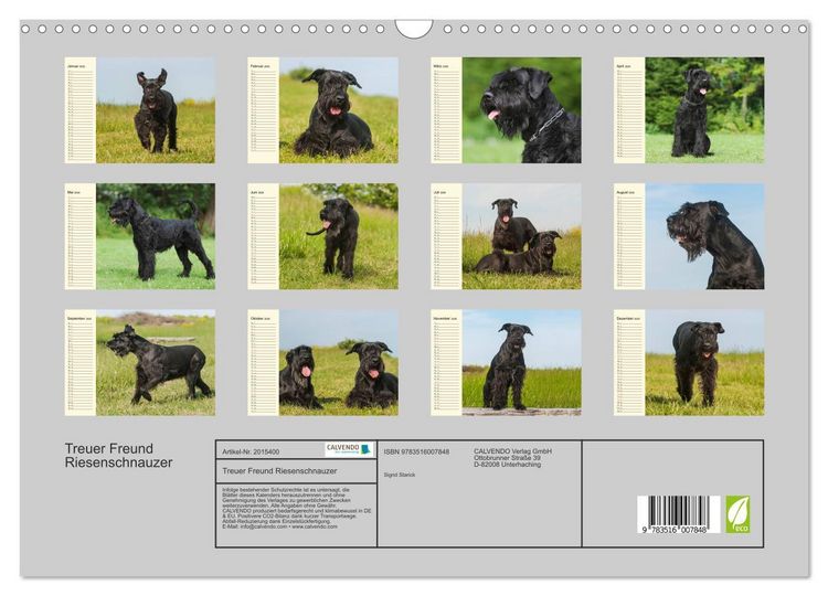 Produktbild: Treuer Freund Riesenschnauzer (Wandkalender 2026 DIN A3 quer), CALVENDO Monatskalender