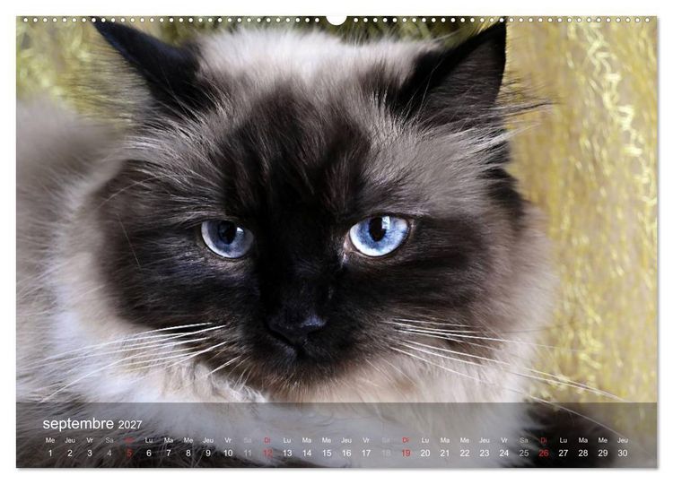 Produktbild: Mine de chat (Calendrier mural haut de gamme 2027 DIN A2 vertical), CALVENDO calendrier mensuel