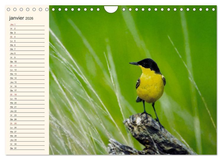 Produktbild: Notre nature sauvage, les passereaux d'Europe (Calendrier mural 2026 DIN A4 vertical), CALVENDO calendrier mensuel