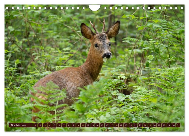Produktbild: Zauberhafte Wesen - anmutiges Rehwild (Wandkalender 2026 DIN A4 quer), CALVENDO Monatskalender