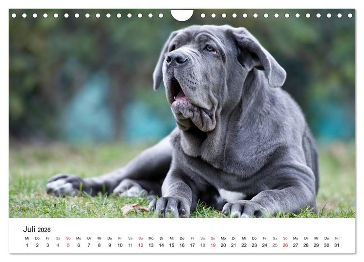 Produktbild: Mein Hundekalender 2026 (Wandkalender 2026 DIN A4 quer), CALVENDO Monatskalender