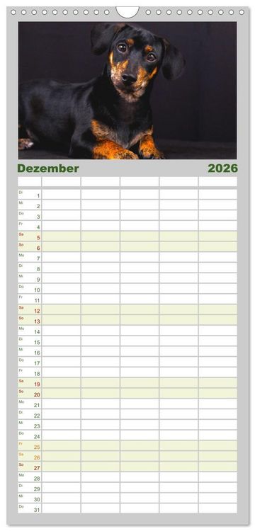 Produktbild: Familienplaner 2026 - Dackelblicke - Lassen Herzen erw&auml;rmen. mit 5 Spalten (Wandkalender, 21 x 45 cm) CALVENDO
