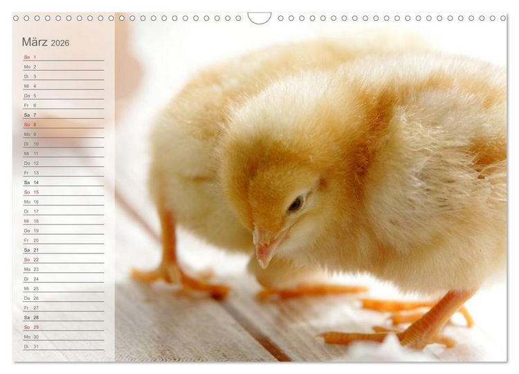 Produktbild: K&uuml;ken in der Kinderstube Terminplaner (Wandkalender 2026 DIN A3 quer), CALVENDO Monatskalender