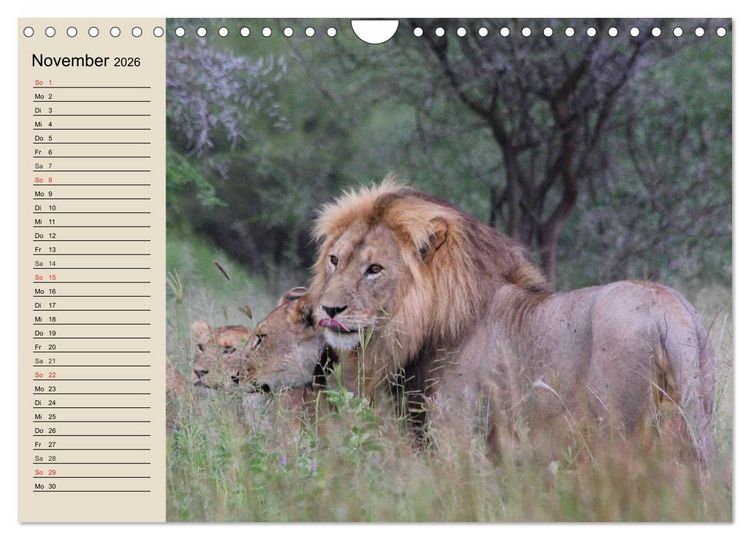 Produktbild: L&ouml;wen. Majest&auml;tische Kraft (Wandkalender 2026 DIN A4 quer), CALVENDO Monatskalender