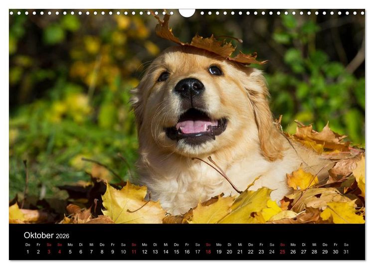 Produktbild: Golden Retriever - Ein Herz auf 4 Pfoten (Wandkalender 2026 DIN A3 quer), CALVENDO Monatskalender