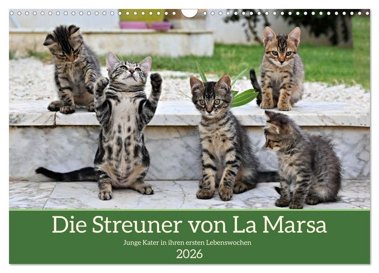 Produktbild: Die Streuner von La Marsa (Wandkalender 2026 DIN A3 quer), CALVENDO Monatskalender