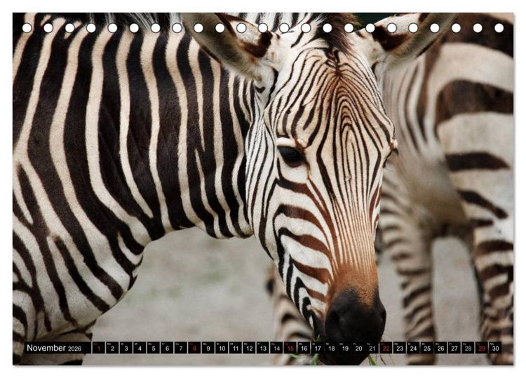 Produktbild: Zebras - Ungez&auml;hmte Kraft (Tischkalender 2026 DIN A5 quer), CALVENDO Monatskalender
