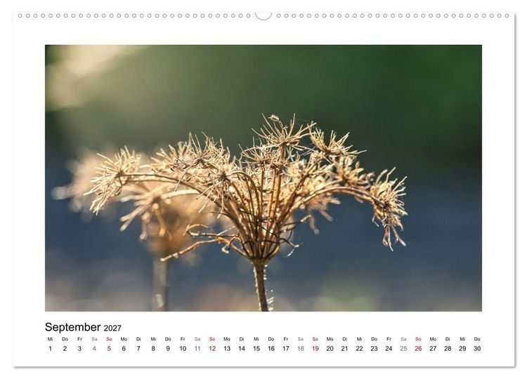 Produktbild: Zauber verg&auml;nglicher Bl&uuml;ten (hochwertiger Premium Wandkalender 2027 DIN A2 quer), Kunstdruck in Hochglanz