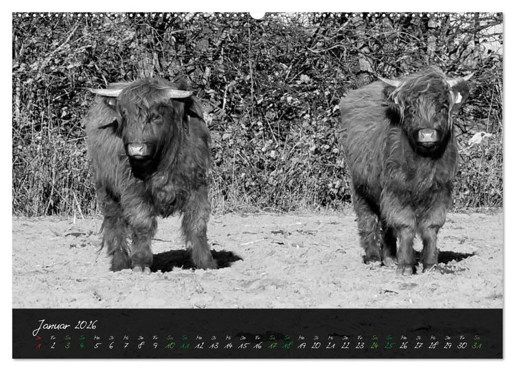 Produktbild: Highland Cattle vom Nordlicht - Faszination Hochland Rind (Wandkalender 2026 DIN A2 quer), CALVENDO Monatskalender
