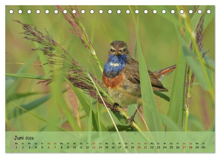 Produktbild: Faszination Zugv&ouml;gel - Rekorde in der Vogelwelt (Tischkalender 2026 DIN A5 quer), CALVENDO Monatskalender