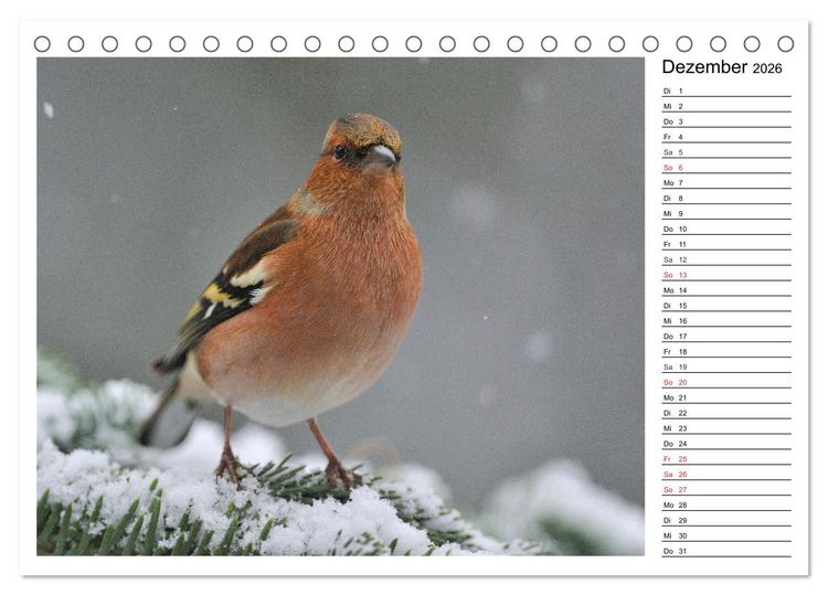 Produktbild: Gefiederte Freunde - Unsere heimischen Gartenv&ouml;gel (Tischkalender 2026 DIN A5 quer), CALVENDO Monatskalender