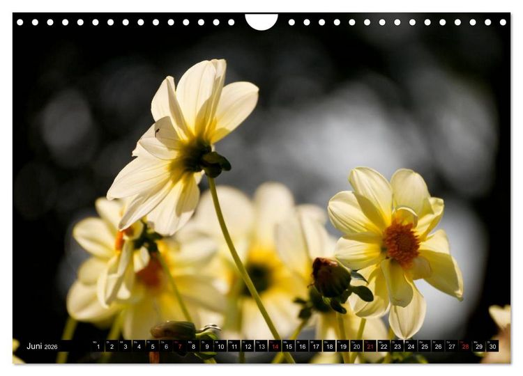 Produktbild: Dahlia - Dahlien (Wandkalender 2026 DIN A4 quer), CALVENDO Monatskalender