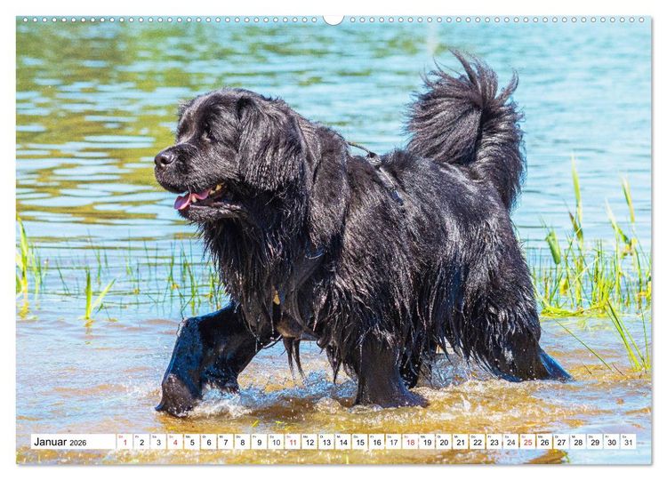 Produktbild: Neufundl&auml;nder - Das Wasser ist ihr Element (Wandkalender 2026 DIN A2 quer), CALVENDO Monatskalender