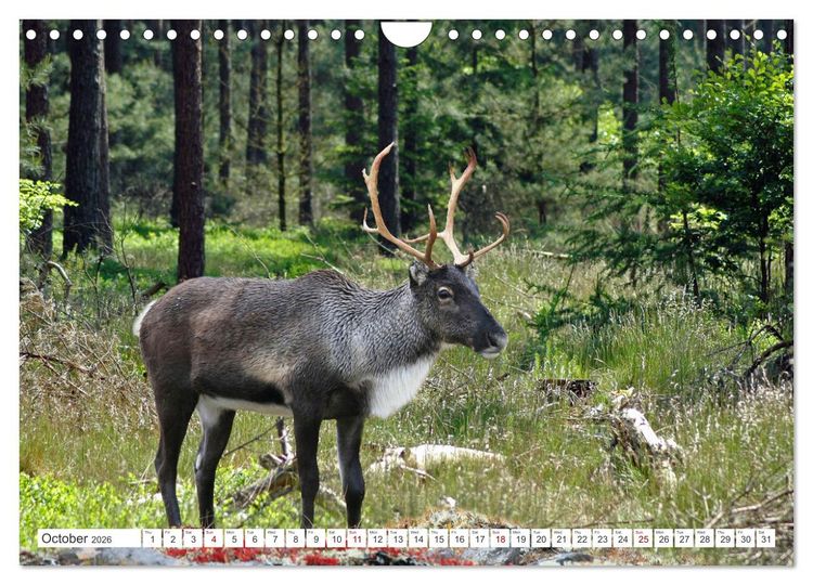 Produktbild: Wildlife of the Tundra (Wall Calendar 2026 DIN A4 landscape), CALVENDO 12 Month Wall Calendar