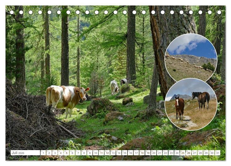 Produktbild: Weidetiere - Landschaftsgestalter seit Jahrhunderten (Tischkalender 2026 DIN A5 quer), CALVENDO Monatskalender