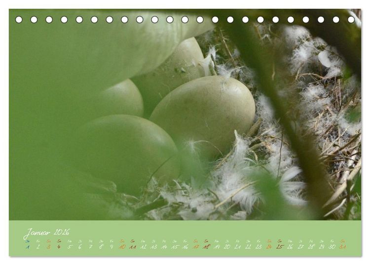 Produktbild: Schwanenfamilie, vom Ei bis zum Fliegen. (Tischkalender 2026 DIN A5 quer), CALVENDO Monatskalender