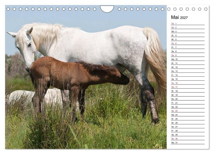 Produktbild: Pferde der Camargue &ndash; Schimmel im Rh&ocirc;nedelta (Wandkalender 2027 DIN A4 quer), CALVENDO Monatskalender