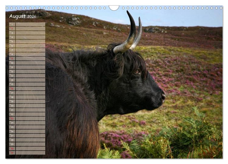 Produktbild: Highland Cattle - Native Breed of Scotland (Wall Calendar 2026 DIN A3 landscape), CALVENDO 12 Month Wall Calendar