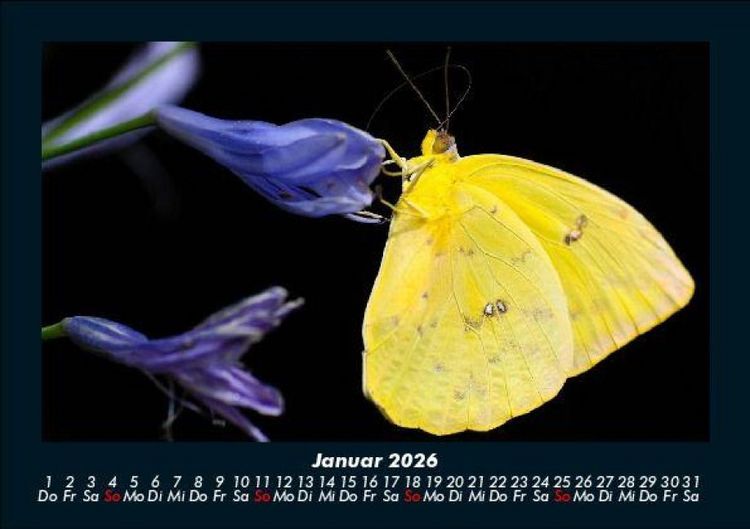 Produktbild: Bunte Pracht der Schmetterlinge 2026 Fotokalender DIN A5