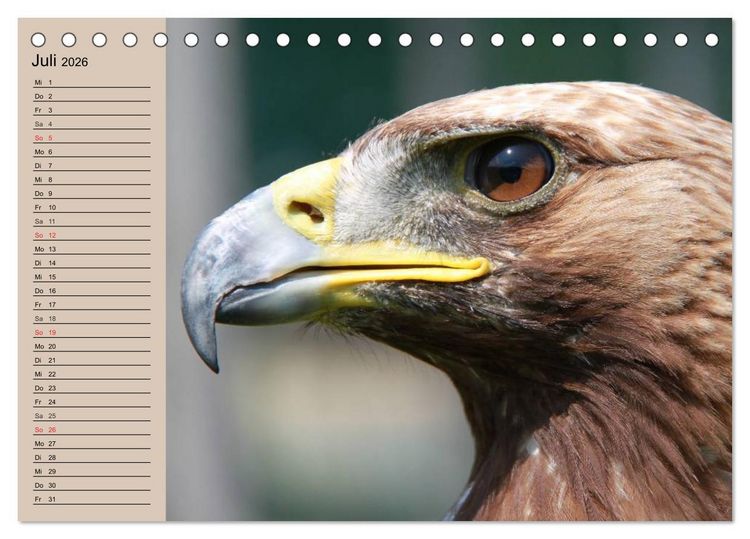 Produktbild: Der Steinadler. Majest&auml;tischer Greifvogel (Tischkalender 2026 DIN A5 quer), CALVENDO Monatskalender