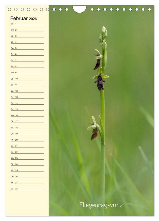 Produktbild: Wildwachsende Orchideen in Bayern (Wandkalender 2026 DIN A4 hoch), CALVENDO Monatskalender