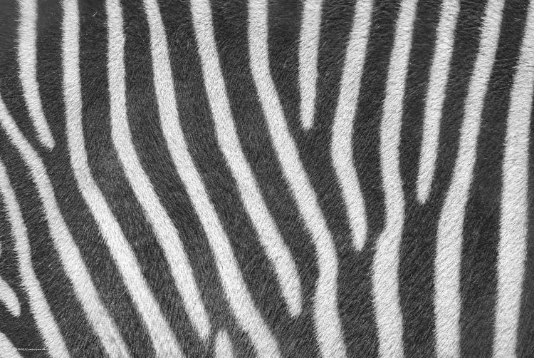 Produktbild: Cover-your-desk Schreibtischunterlage f&uuml;r Kinder und Erwachsene Zebra Muster, aus hochwertigem Vinyl , 60 x 40 cm