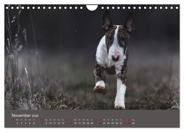 Produktbild: Fantastische Bullterrier - Sieger im Herzen (Wandkalender 2026 DIN A4 quer), CALVENDO Monatskalender