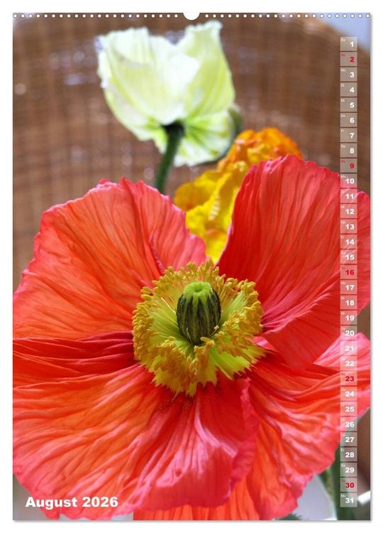 Produktbild: Mohn - Ein Bl&uuml;tentraum (hochwertiger Premium Wandkalender 2026 DIN A2 hoch), Kunstdruck in Hochglanz