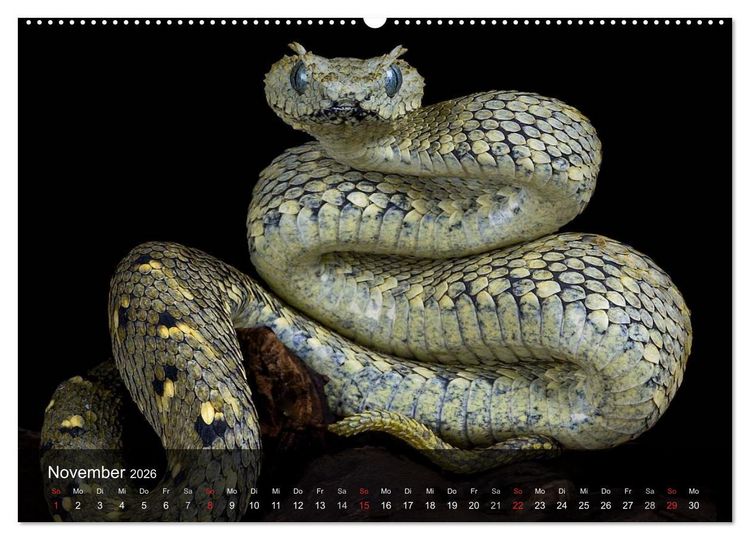 Produktbild: Giftschlangen (hochwertiger Premium Wandkalender 2026 DIN A2 quer), Kunstdruck in Hochglanz