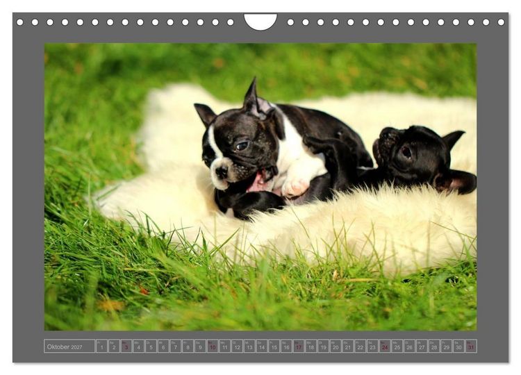 Produktbild: Franz&ouml;sische Bulldoggen (Wandkalender 2027 DIN A4 quer), CALVENDO Monatskalender