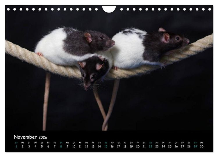Produktbild: Fellnasen. Die bunte Welt der Farbratten. (Wandkalender 2026 DIN A4 quer), CALVENDO Monatskalender