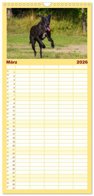 Produktbild: Familienplaner 2026 - Deutsche Dogge mit 5 Spalten (Wandkalender, 21 x 45 cm) CALVENDO