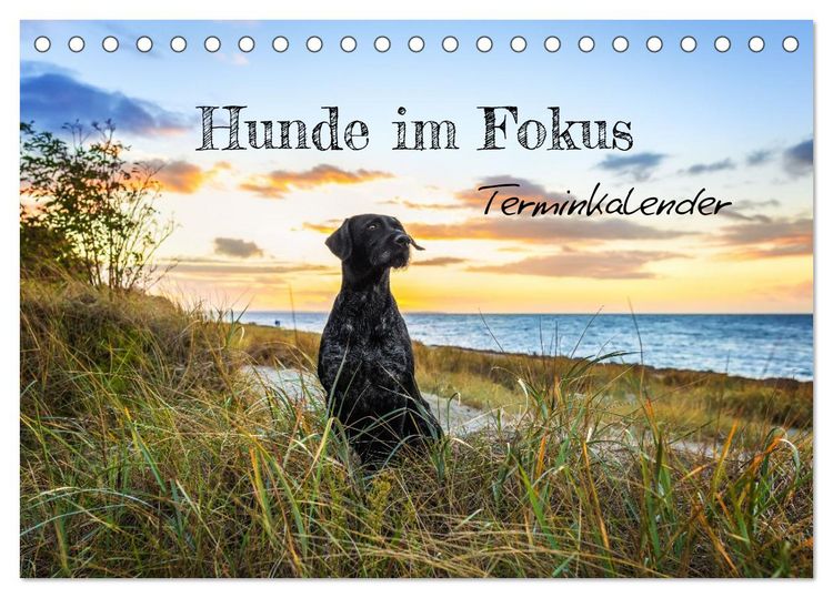 Produktbild: Hunde im Fokus (Tischkalender 2026 DIN A5 quer), CALVENDO Monatskalender
