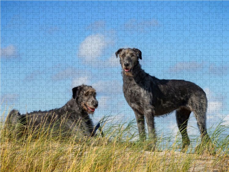 Produktbild: CALVENDO Puzzle Irische Wolfshunde 1000 Teile Lege-Gr&ouml;&szlig;e 64 x 48 cm Foto-Puzzle Bild von Annett Mirsberger