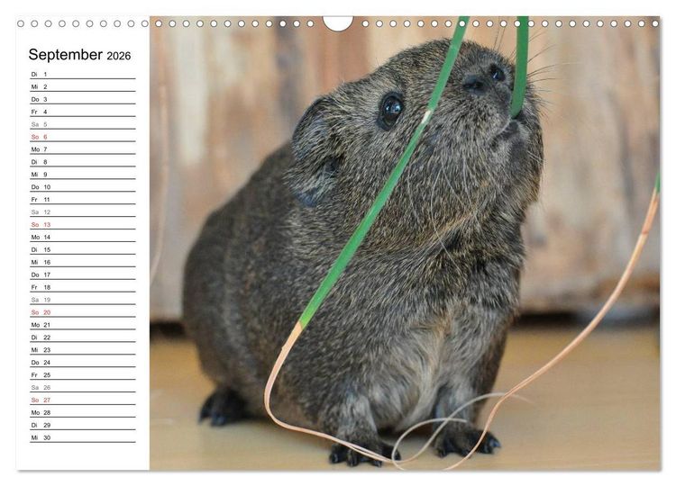Produktbild: Meerschweinchen Niedliche Herzensbrecher (Wandkalender 2026 DIN A3 quer), CALVENDO Monatskalender