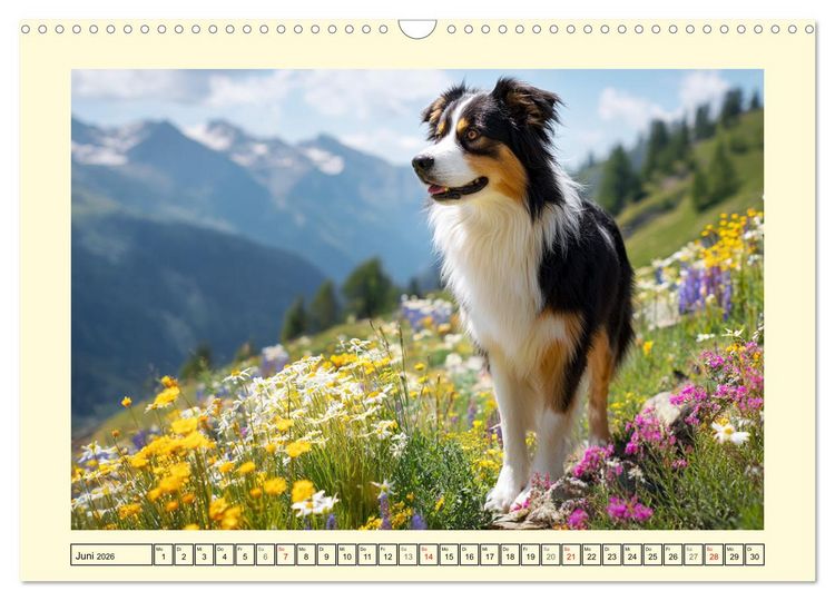 Produktbild: Australian Shepherd. Wanderfreude auf Pfoten im Bergsommer (Wandkalender 2026 DIN A3 quer), CALVENDO Monatskalender