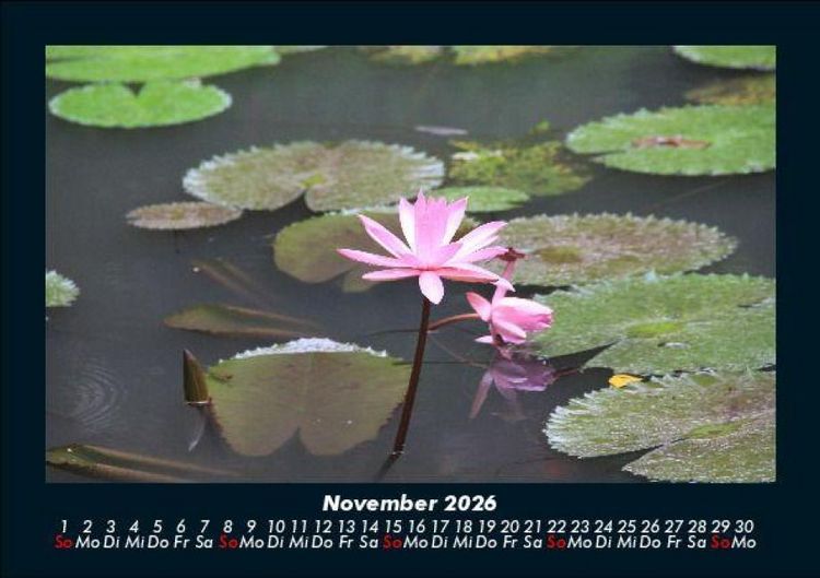 Produktbild: Rosen-Kalender 2026 Fotokalender DIN A5